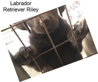 Labrador Retriever Riley
