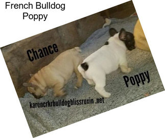 French Bulldog Poppy