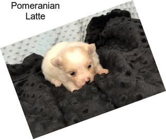 Pomeranian Latte