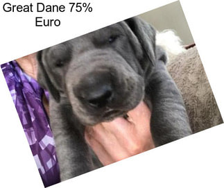 Great Dane 75% Euro