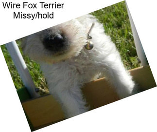 Wire Fox Terrier Missy/hold