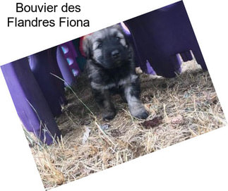 Bouvier des Flandres Fiona