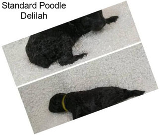 Standard Poodle Delilah