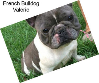 French Bulldog Valerie