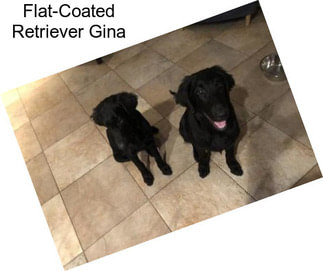 Flat-Coated Retriever Gina