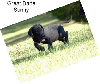 Great Dane Sunny