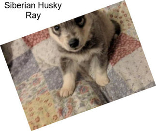 Siberian Husky Ray