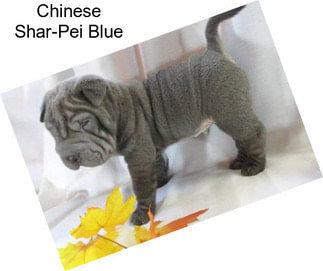 Chinese Shar-Pei Blue