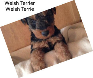 Welsh Terrier Welsh Terrie