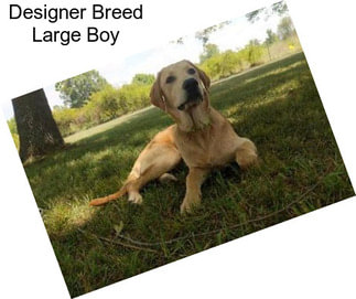 Designer Breed Large Boy