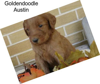 Goldendoodle Austin