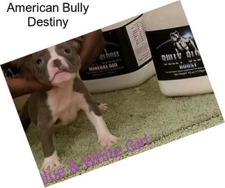 American Bully Destiny