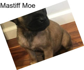 Mastiff Moe