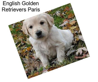 English Golden Retrievers Paris