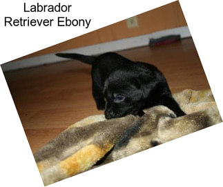 Labrador Retriever Ebony