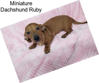 Miniature Dachshund Ruby