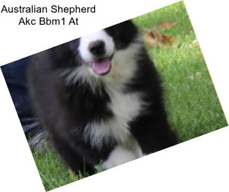 Australian Shepherd Akc Bbm1 At