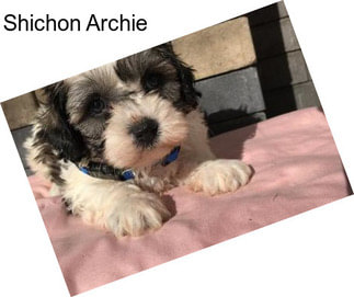 Shichon Archie