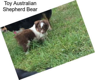 Toy Australian Shepherd Bear