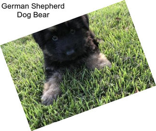 German Shepherd Dog Bear