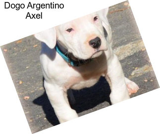 Dogo Argentino Axel