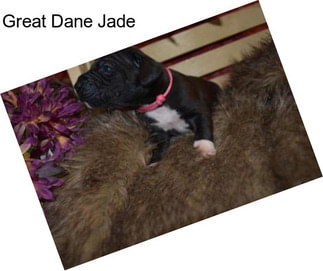 Great Dane Jade