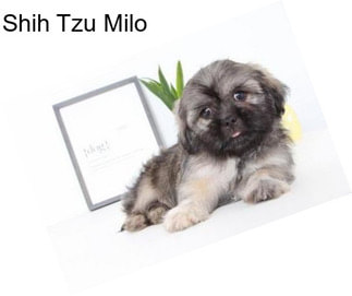 Shih Tzu Milo