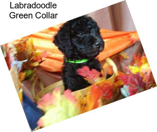 Labradoodle Green Collar