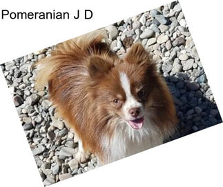 Pomeranian J D