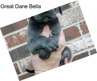 Great Dane Bella