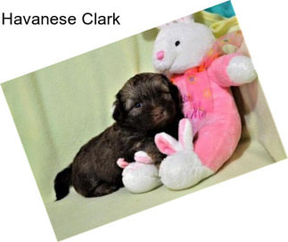 Havanese Clark