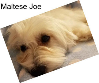 Maltese Joe