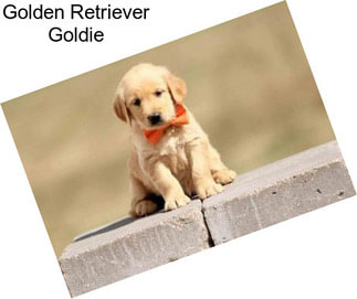 Golden Retriever Goldie