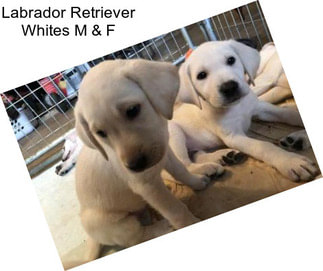 Labrador Retriever Whites M & F