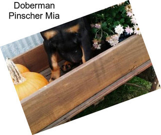 Doberman Pinscher Mia