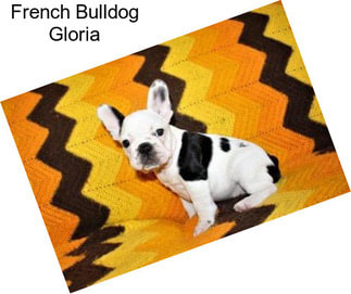 French Bulldog Gloria