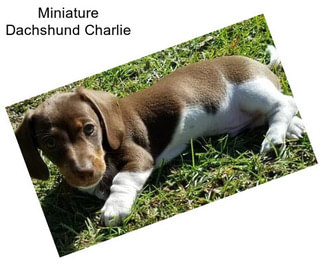 Miniature Dachshund Charlie