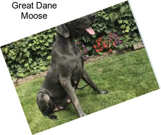 Great Dane Moose