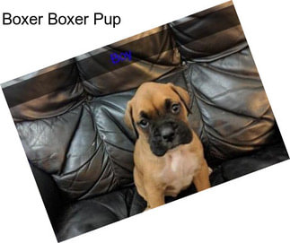 Boxer Boxer Pup