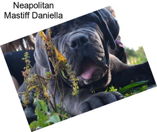 Neapolitan Mastiff Daniella