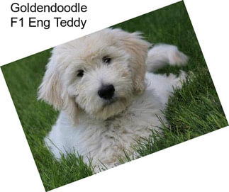 Goldendoodle F1 Eng Teddy