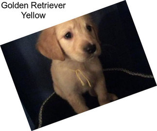 Golden Retriever Yellow