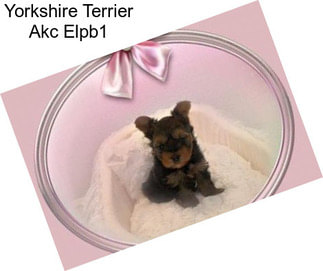 Yorkshire Terrier Akc Elpb1