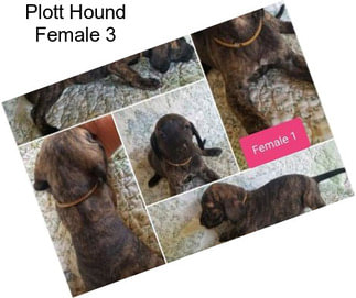 Plott Hound Female 3