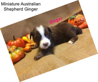 Miniature Australian Shepherd Ginger