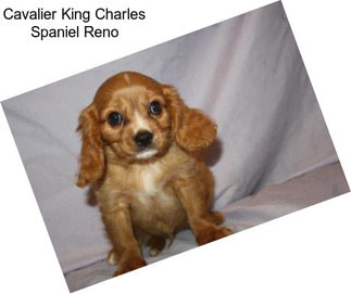 Cavalier King Charles Spaniel Reno