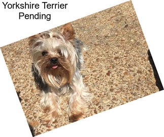 Yorkshire Terrier Pending