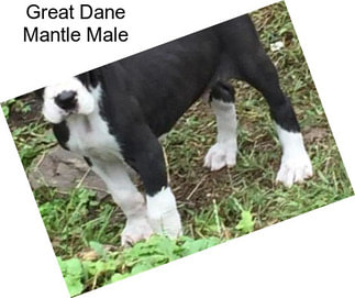 Great Dane Mantle Male