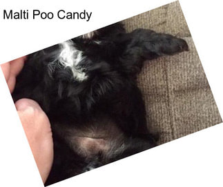 Malti Poo Candy