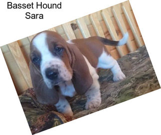 Basset Hound Sara